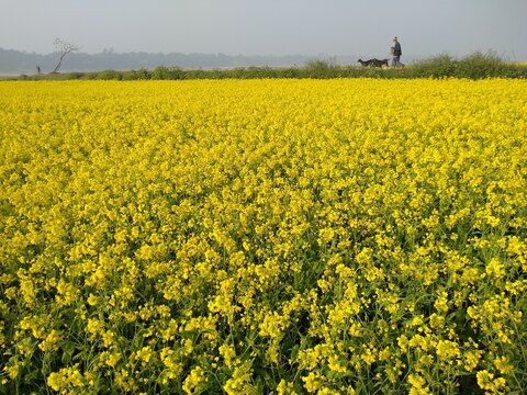 Kushtia, Khulna Division, Bangladesh - 13 January 2020: View of a vibrant field of yellow mustard flowers with a person walking in the background under a clear sky.