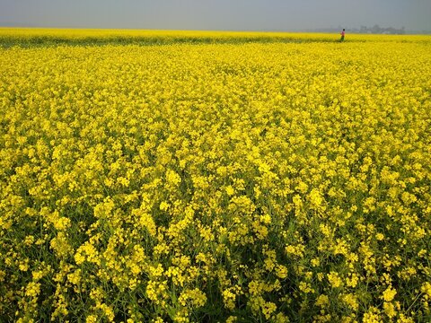 Kushtia, Khulna Division, Bangladesh - 13 January 2020: View of a vast field of vibrant yellow mustard flowers under a clear sky with a person walking in the distance.