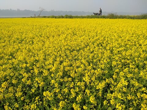Kushtia, Bangladesh - 13 January 2020: View of a vibrant mustard field in full bloom under a clear sky, with a person walking in the distance.