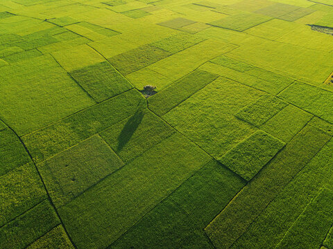 Aerial view of lush green agricultural fields with a single tree casting a long shadow in Kushtia, Khulna Division, Bangladesh.