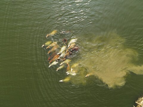 Aerial view of a herd of cattle swimming across a river, creating ripples and stirring up sediment in the water in Kushtia, Khulna Division, Bangladesh.