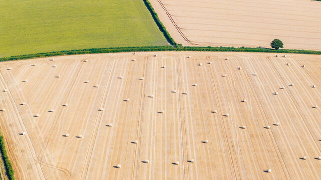Aerial view of harvested wheat fields with numerous hay bales scattered across the golden landscape, bordered by green hedgerows and lush pastures in Dorset, England, United Kingdom.