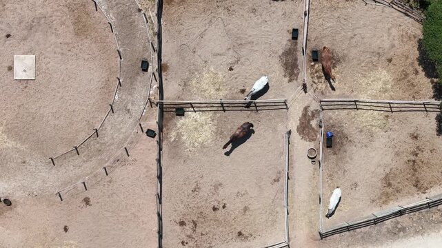 Aerial view of horses grazing in sandy paddocks with wooden fences in Cascais, Lisbon, Portugal.