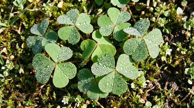 A fresh green wood sorrel leaves covered in delicate crystalline dew drops