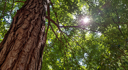 Fototapeta premium Sunlight shining through green tree leaves in a forest