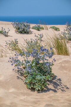 Aerial view of sea holly plants growing on the sandy dunes of Praia do Guincho in Cascais, Lisbon, Portugal.