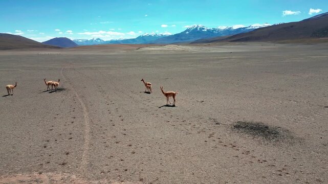 Aerial view of vicunas walking across the arid landscape of the Atacama desert with distant mountains under a clear blue sky in San Pedro de Atacama, Antofagasta, Chile.