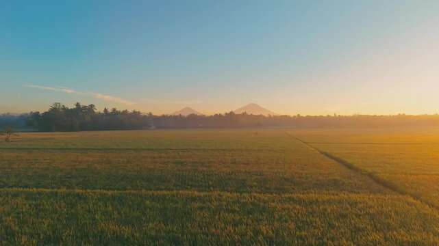 Aerial view of golden rice fields at sunrise with distant volcanoes under a clear sky in Kutoarjo, Central Java, Indonesia.