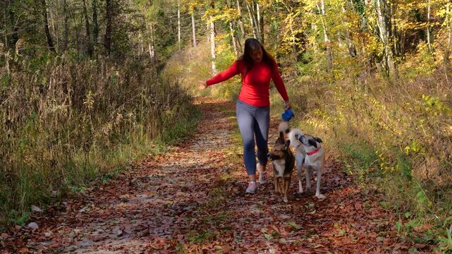 Cheerful young woman walks two dogs along sunny forest path and releases both pets from the leash during an autumn stroll. Happy furry companions run ahead to enjoy the freedom of exploring the woods