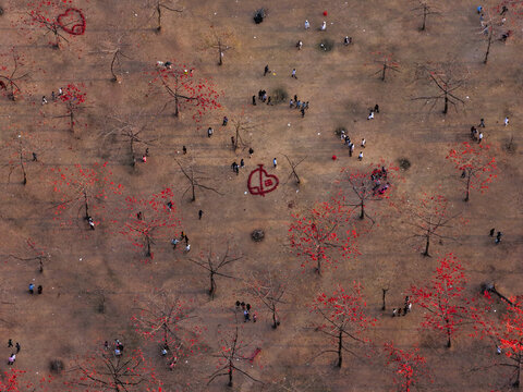 Aerial view of Shimul Bagan with red silk-cotton trees, people walking through the dry landscape, and heart-shaped patterns in Sunamganj District, Sylhet Division, Bangladesh.