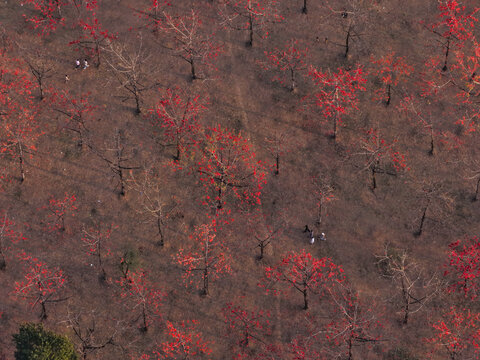 Aerial view of Shimul Bagan with vibrant red silk cotton flowers blooming on trees and people walking through the forest in Sunamganj District, Sylhet Division, Bangladesh.