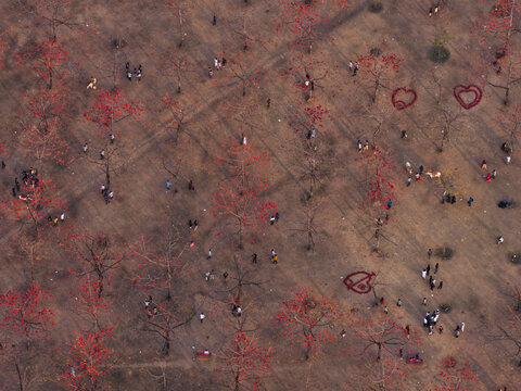 Aerial view of Shimul Bagan with red silk cotton flowers, people walking through the dry forest, and heart-shaped patterns on the ground in Sunamganj District, Sylhet Division, Bangladesh.