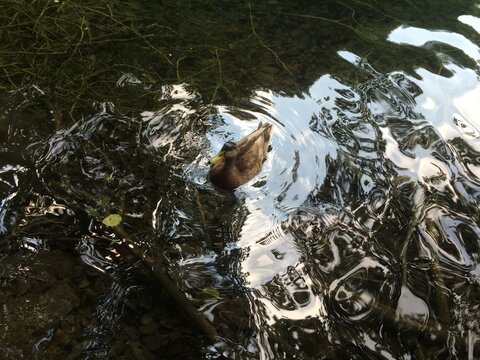 Duck Swimming Through Beautiful Reflections on Calm Water