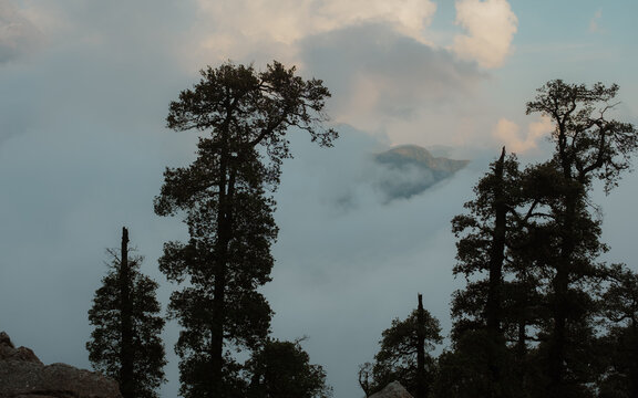 View of tall pine trees emerging from thick mountain mist at the Triund Trek base camp in Dharamshala, Himachal Pradesh, India.