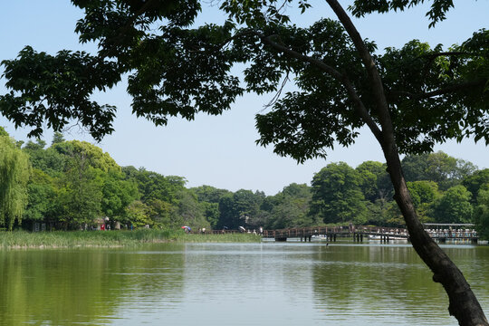 井之頭公園の池と木々