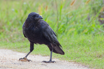 Fototapeta premium 山道でバッタを捕まえるハシボソガラス(Carrion Crow)