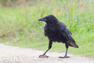 Fototapeta premium バッタを捕まえたハシボソガラス(Carrion Crow)