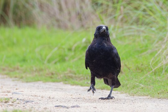 歩てくるハシボソガラス(Carrion Crow)
