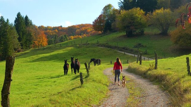 Seen from behind, a woman walks with her dog along a gravel path beside a herd of grazing horses. Rolling green pastures and glowing autumn trees form a sunny rural landscape in Dolenjska, Slovenia.