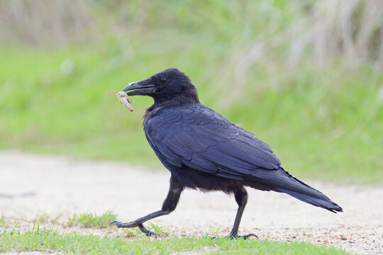 バッタを捕食するハシボソガラス(Carrion Crow)