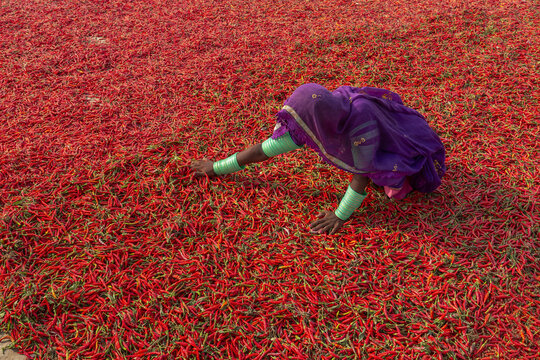 View of a woman in traditional purple clothing spreading red chilies to dry in the sun in Mirpur Khas, Sindh, Pakistan.