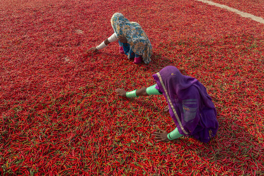 View of two women in traditional clothing sorting and drying red chillies on the ground in Mirpur Khas, Sindh, Pakistan.