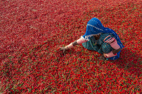 View of a woman in traditional clothing and a blue headscarf working with a large harvest of red chili peppers drying in the sun in Mirpur Khas, Sindh, Pakistan.