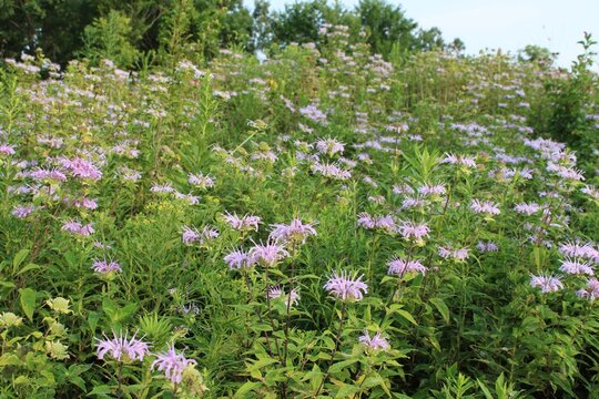 Wild bergamot wildflowers at Linne Woods on a hill in Morton Grove, Illinois