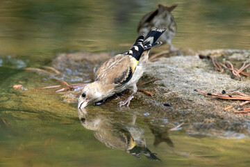 Calmando su sed un joven Jilguero (Carduelis Carduelis) © FranciscoJose