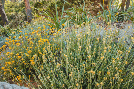 View of yellow curry plant flowers blooming in the gardens of Lithica, Pedreres de s'Hostal in Ciutadella, Balearic Islands, Spain.