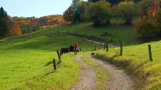 Woman and her mixed breed shepherd dog walk along a winding country lane past horses grazing in a green pasture. Warm sunlight and colorful forests paint the scenic autumn countryside of Slovenia.
