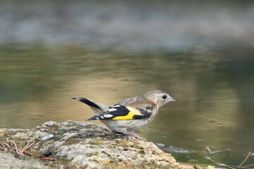 Listo para beber agua un joven Jilguero (Carduelis Carduelis) © FranciscoJose