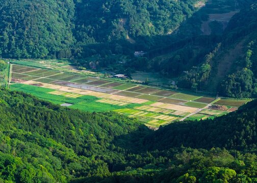 Aerial view of rice paddies nestled in a lush green valley surrounded by dense forest in Ito, Shizuoka, Japan.