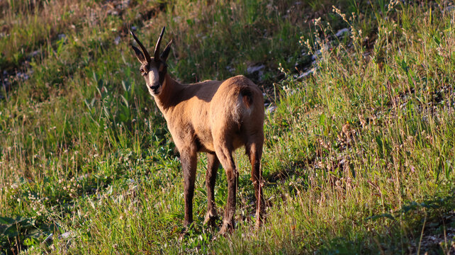 View of a chamois standing on a grassy mountain slope in the Canton of Gex, Ain, Auvergne-Rhone-Alpes, France.