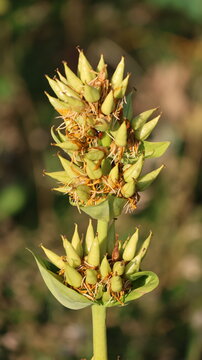 View of a plant with green seed pods and a small ladybug in the Canton of Gex, Ain, Auvergne-Rhone-Alpes, France.