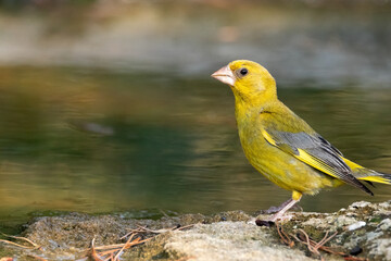 Poniéndose en posición en la roca. Verderón común (Chloris chloris) © FranciscoJose
