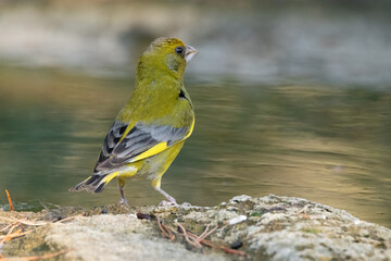 Un apuesto joven Verderón común (Chloris chloris)  © FranciscoJose