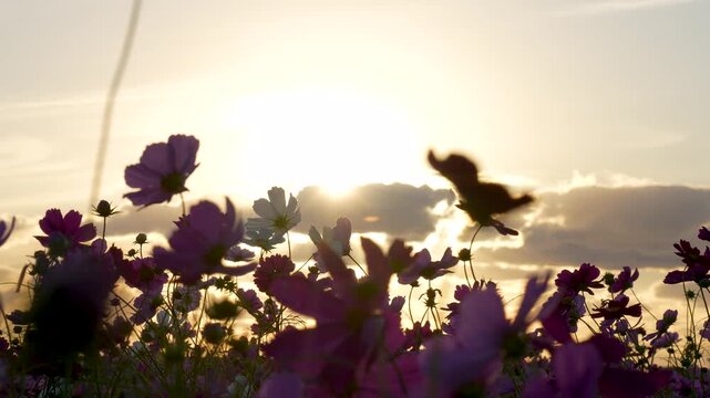 夕方のコスモス畑を逆光で撮影した4Kスローモーション動画
