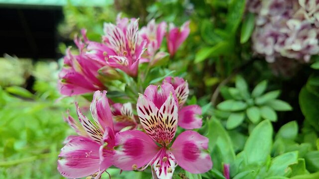beautiful pink alstroemeria flowers blooming in a lush garden