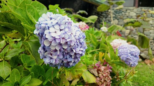 beautiful purple and blue hydrangea flowers blooming in a garden