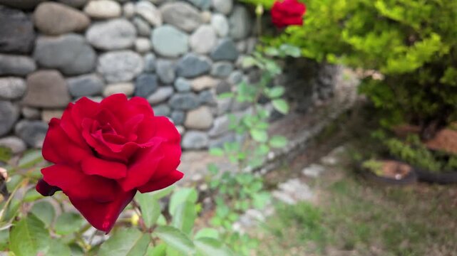 beautiful red rose blooming in a garden with stone wall background