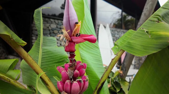 rare pink banana plant blooming with flower and small fruits