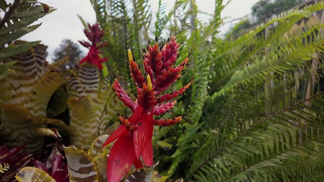 vibrant red bromeliad flower blooming in a lush tropical garden