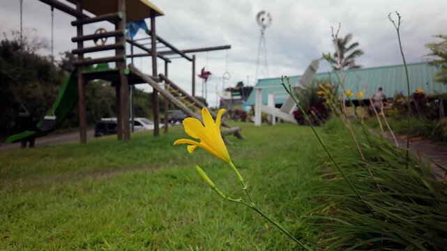 yellow lily flower blooming near a playground in a park