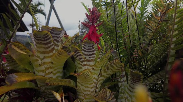 exotic red bromeliad and patterned leaves in a tropical garden