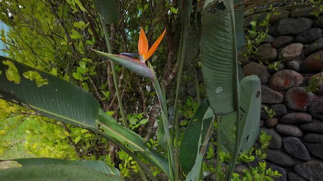 blooming bird of paradise flower in a lush garden