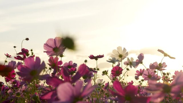 夕方のコスモス畑を逆光で撮影した4Kスローモーション動画