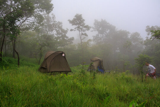 Camping Tents Pitched in Foggy Green Forest