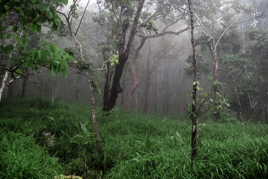Mystical Misty Forest with Lush Green Trees and Grass