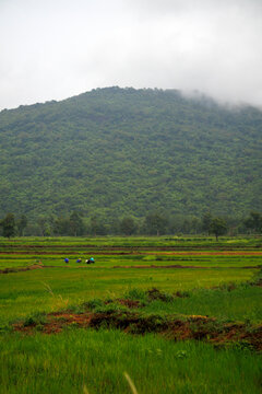 Farmers Working in Green Rice Fields with Foggy Mountain Background